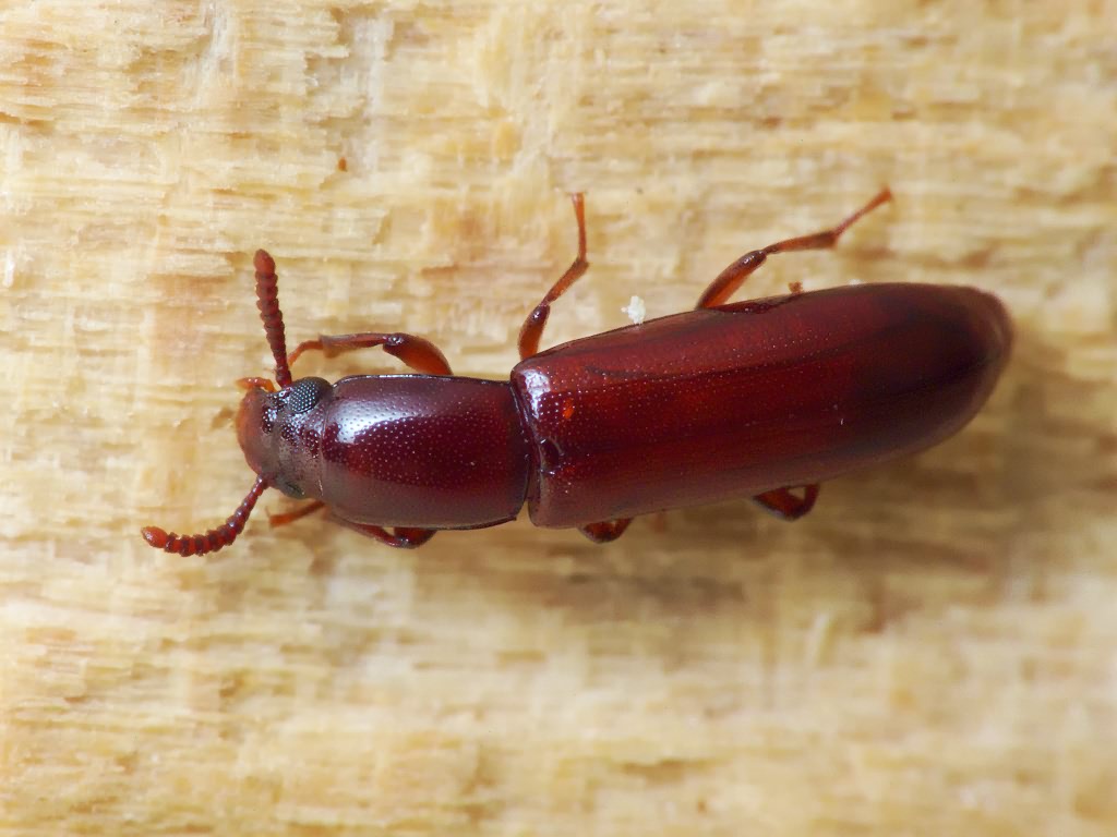 Corticeus unicolor Piller & Mitterpacher, 1783